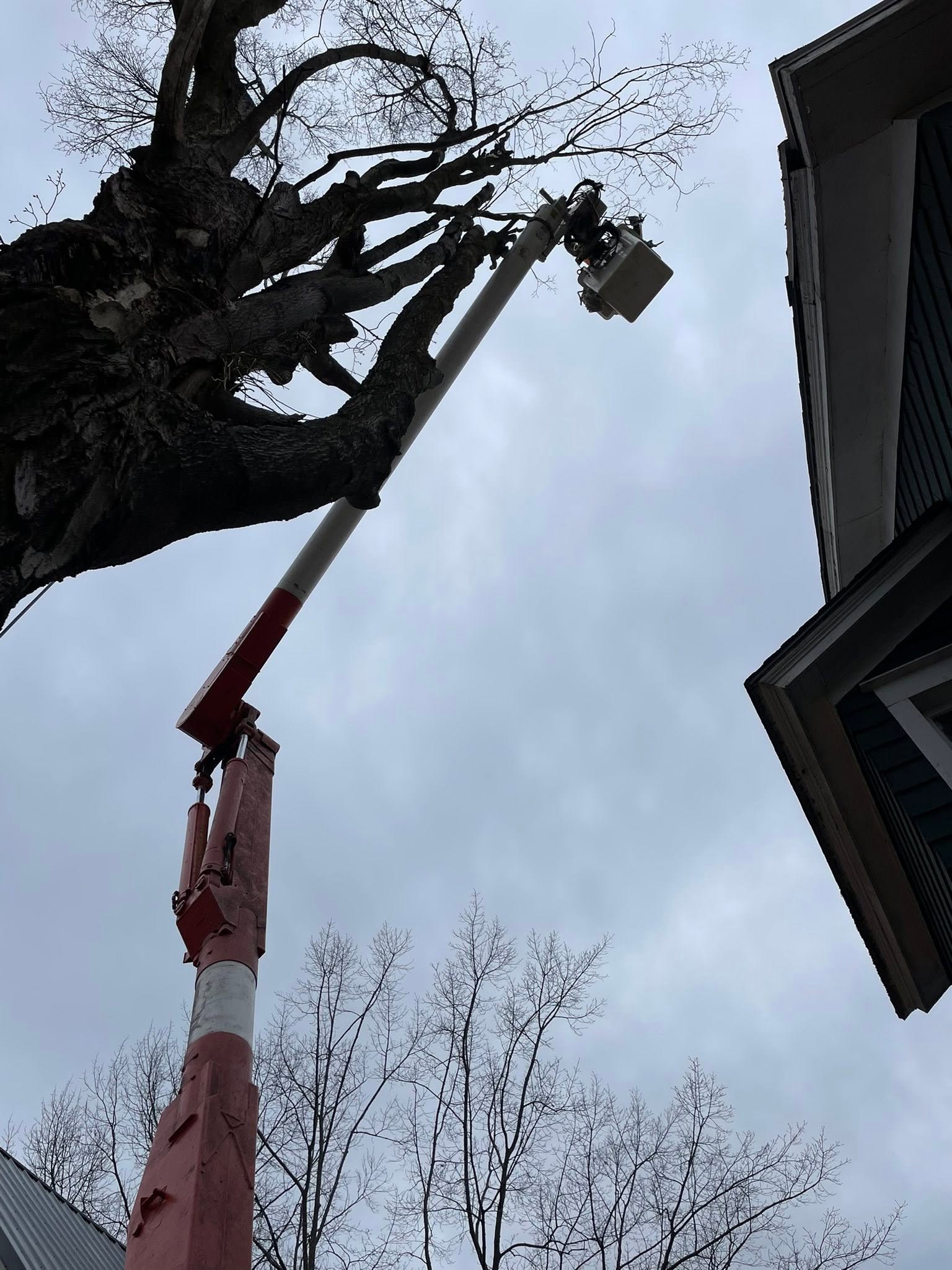 Precision pruning over the rooftops
