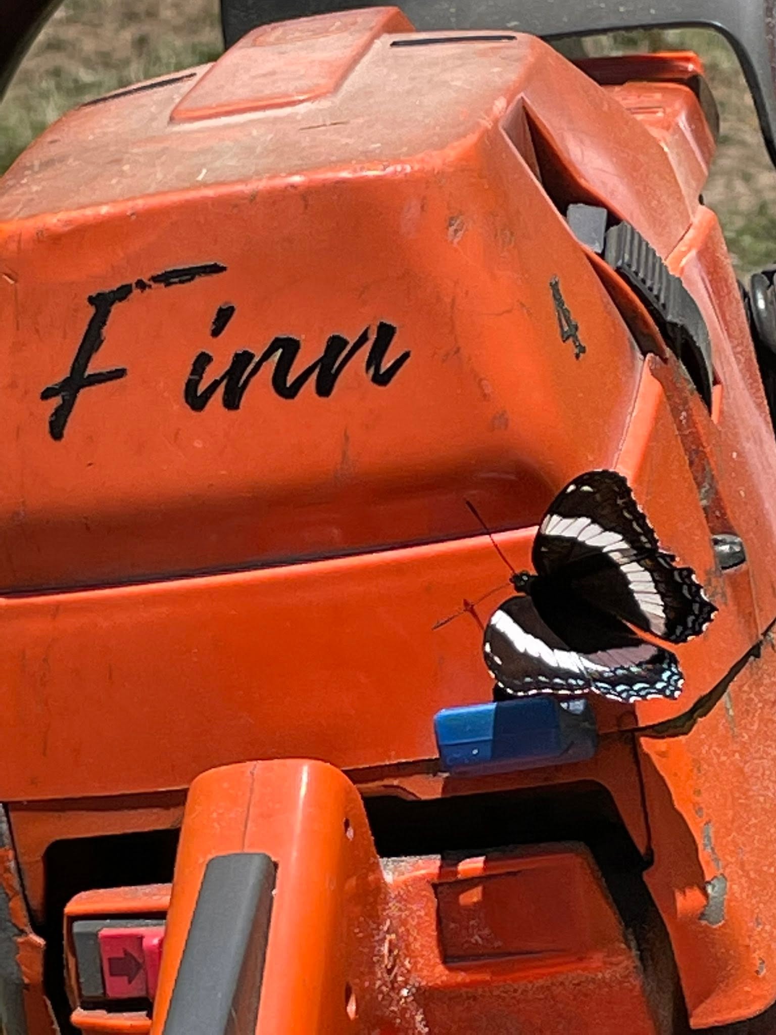 Mike's saw 'Finn' with a butterfly resting on it
