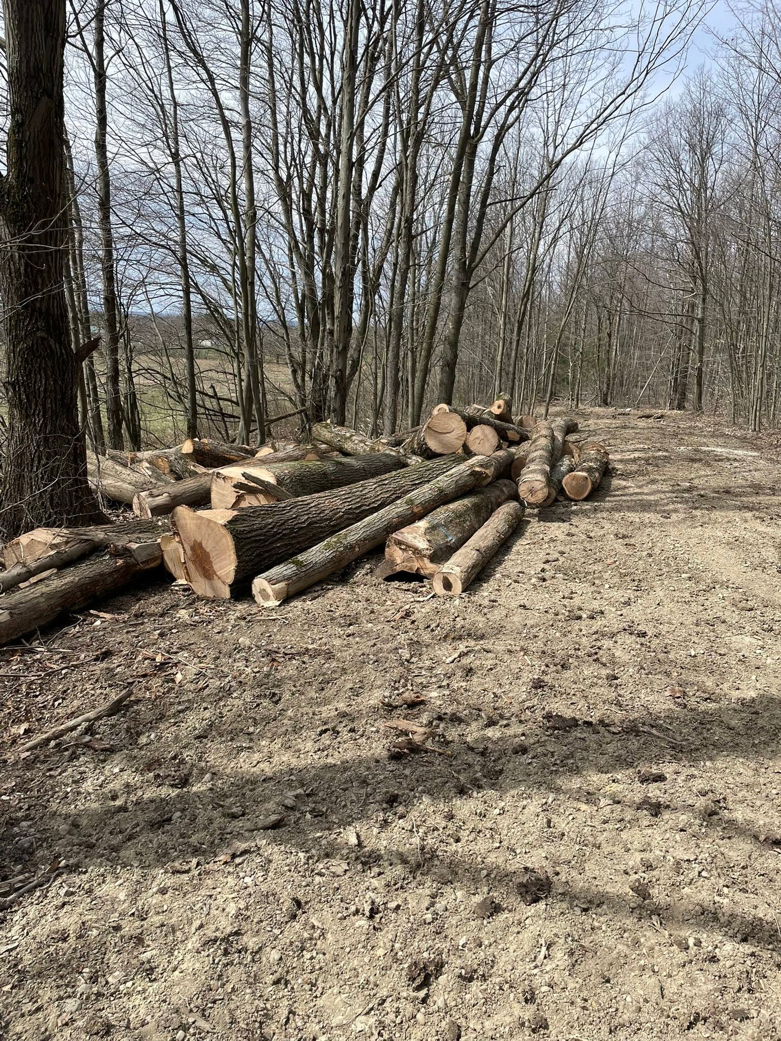Hardwood logs staged at the landing in the woods