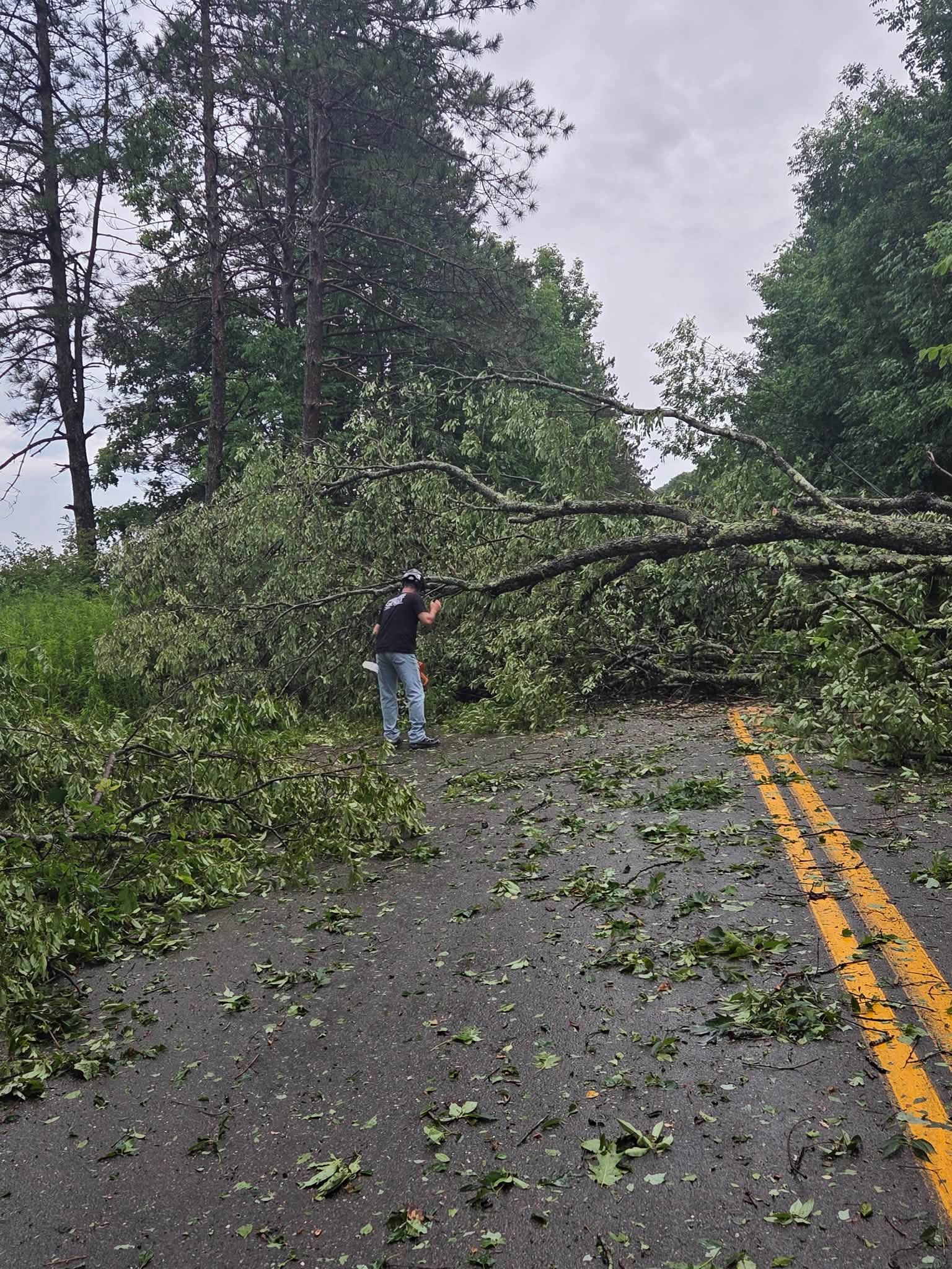 A large tree down across both lanes of the road